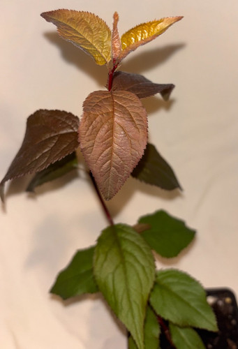 Prunus cerasifera pissardii - prunus, 'pissardii