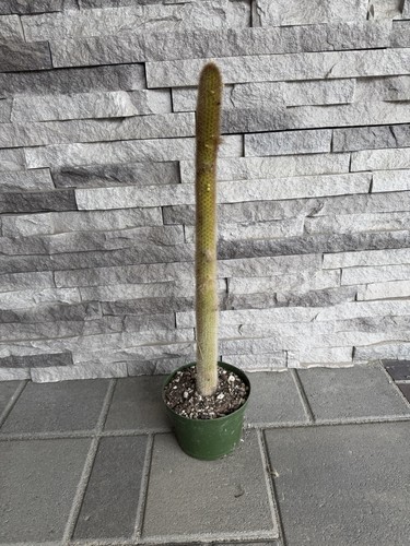Cleistocactus ritteri cactus - cleistocactus,