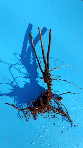 Wild raspberry plants ready - 10,
