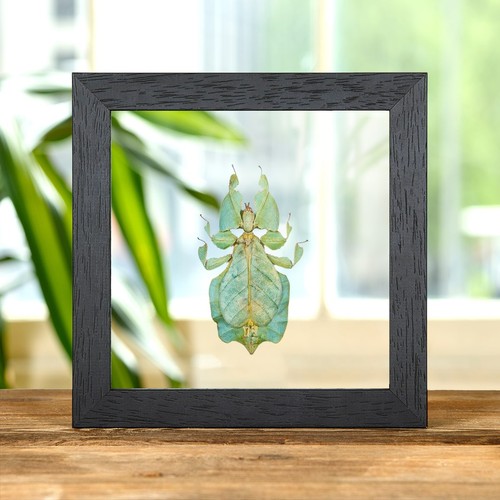 Gray leaf insect - in, clear