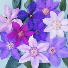 3 X CLEMATIS MIXED COLOURS LARGE LARGE FLOWERING CLIMBER HARDY PLANT IN POT