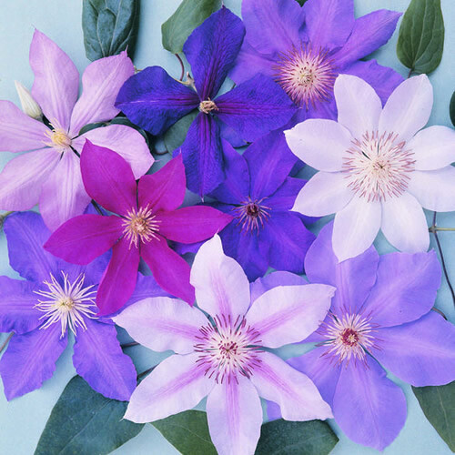 Clematis mixed colours - 3,