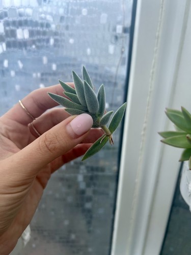 Crassula tarantula - crassula, ‘tarantula’
