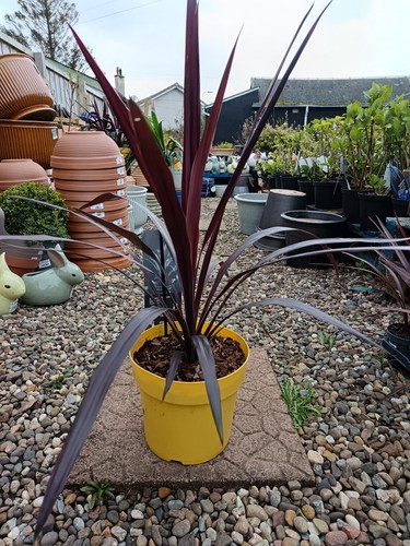Red cordyline superstar - red, 5l