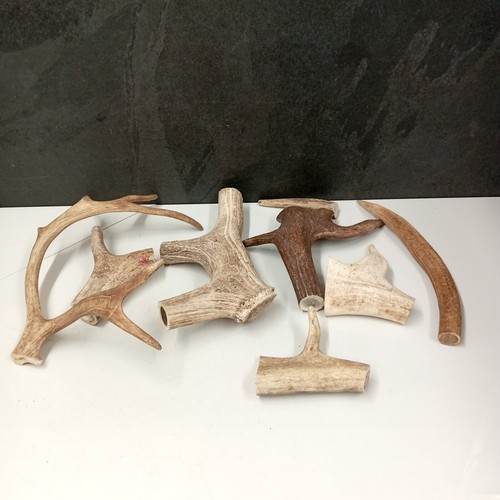 Walking stick parts antler - parts, x