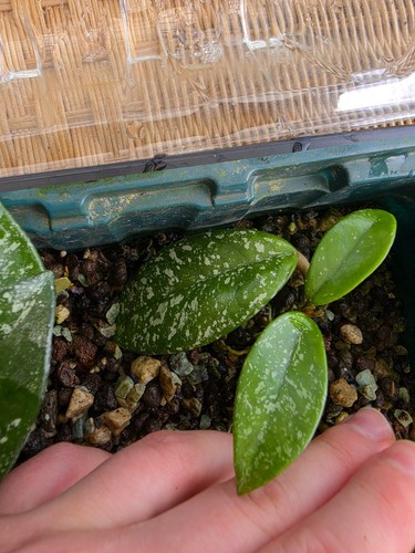 Hoya carnosa stardust - hoya,