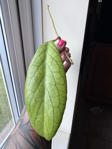 Hoya vitellinoides unrooted - hoya,