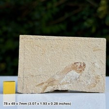 Nematonotus Fossil Fish Cenomanian Upper Cretaceous Hjoula Quarry Lebanon
