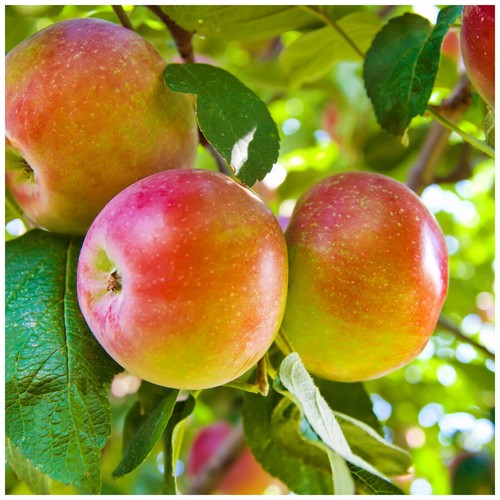 Worcester pearmain apple tree - worcester,