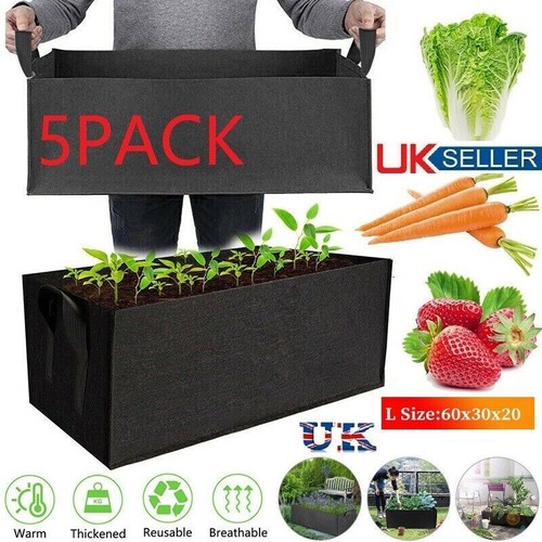 Large plant grow - plant,