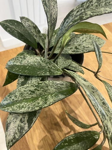 Indoor hoya pubicalyx royal - hoya, ‘royal