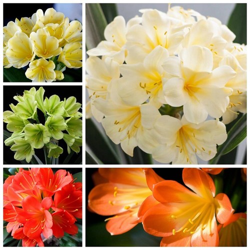 New clivia seeds yellow - new,