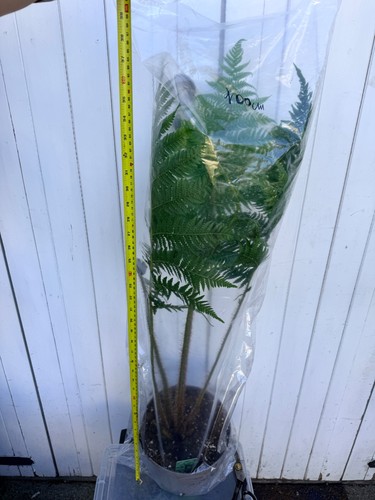 Cyathea cooperi - ,