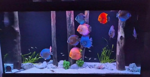 Aquarium wood forest - aquarium,