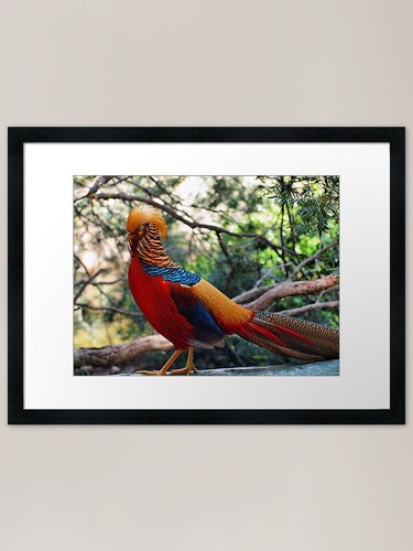 Golden pheasant chrysolophus - pheasant, (chrysolophus