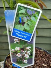 Rare 3ft Multistem PURPLE