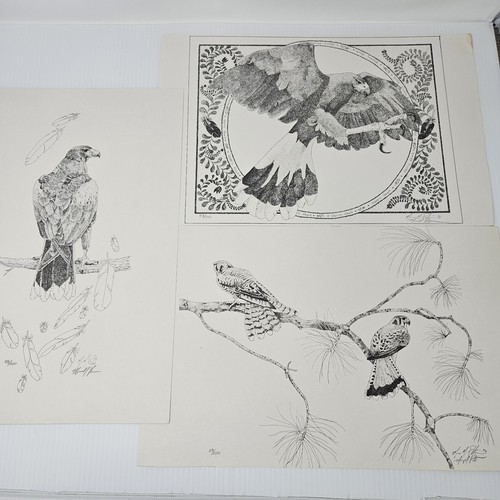 Harris hawk bird - hawk, prints