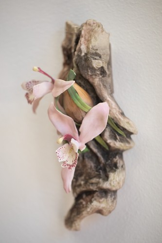 Rare boehm cymbidium - boehm,