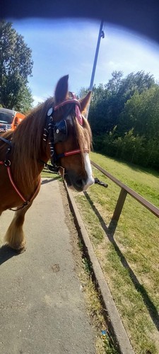 Driving harness pony - driving, quick
