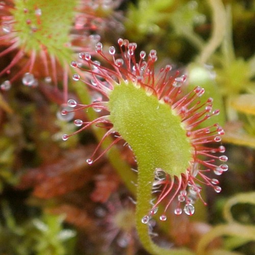 Sundew drosera rare temperate - sundew,