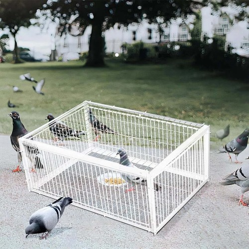 Pigeon traps channel - pigeon, one