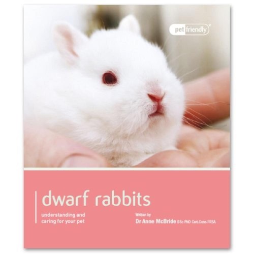 Dwarf rabbit pet friendly - pet,