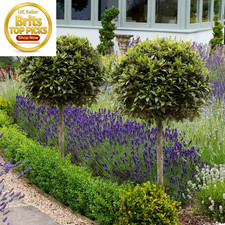 Bay tree standard - tree, 70-80cm