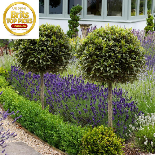 Bay tree standard - tree, 70-80cm