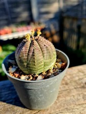Euphorbia Obesa | The Baseball