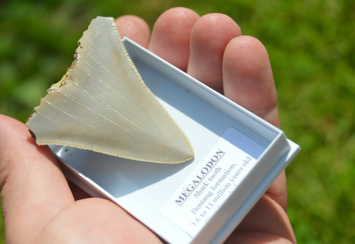 Wow genuine megalodon - b2,,