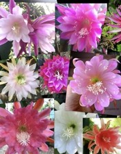 6 x Epiphyllum cactus mix