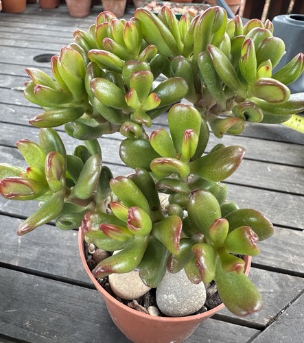 Crassula ovata hobbit jades - crassula,