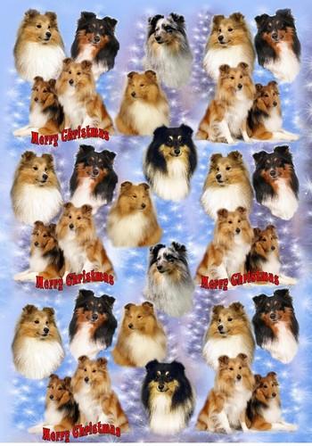 Shetland sheepdog sheltie - sheepdog, /
