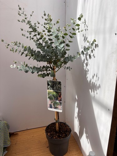 Eucalyptus standard evergreen