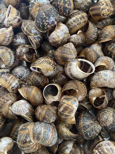 Land baby snail empty - land,