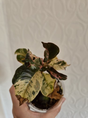 Ficus elastica moonshine rehab - elastica,