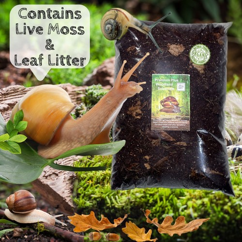African land snail - , substrate