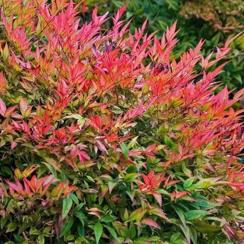 Nandina domestica gulf stream - nandina,