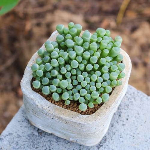 Fenestraria rhopalophylla - fenestraria,