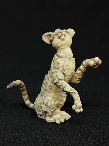 Breed apart grey tabby cat - tabby, '