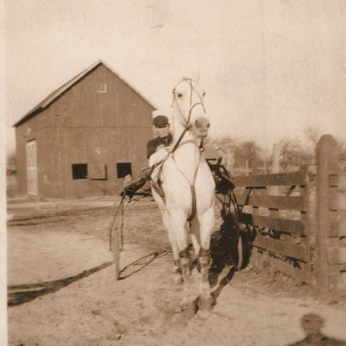 C1910s sulky harness racing - sulky,