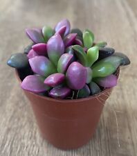 Anacampseros Rufescens ‘Sunrise’ | Succulent Plant | 6cm Pot | Variegated Rare