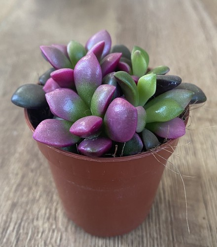 Anacampseros rufescens - anacampseros,