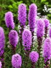 100 Liatris Spicata Seeds Purple Flowers, Free UK Postage
