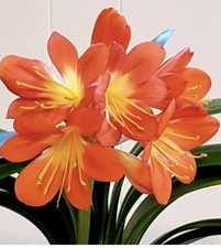 1xClivia- A beautiful healthy house plants ，(君子兰) with roots tubers (perennial)