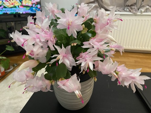 Christmas cactus schlumbergera - christmas,