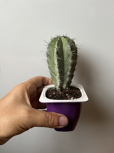 Polaskia chichipe cactus - polaskia,