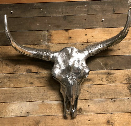 Long horn skull polished - horn,