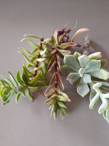 Crassula springtime - crassula, &
