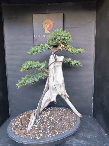 Tanuki needle juniper - tanuki, bonsai